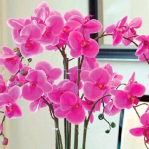 Linha Especial Orquídeas