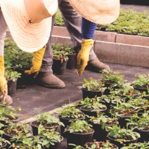Linha para Produção e Manuseio